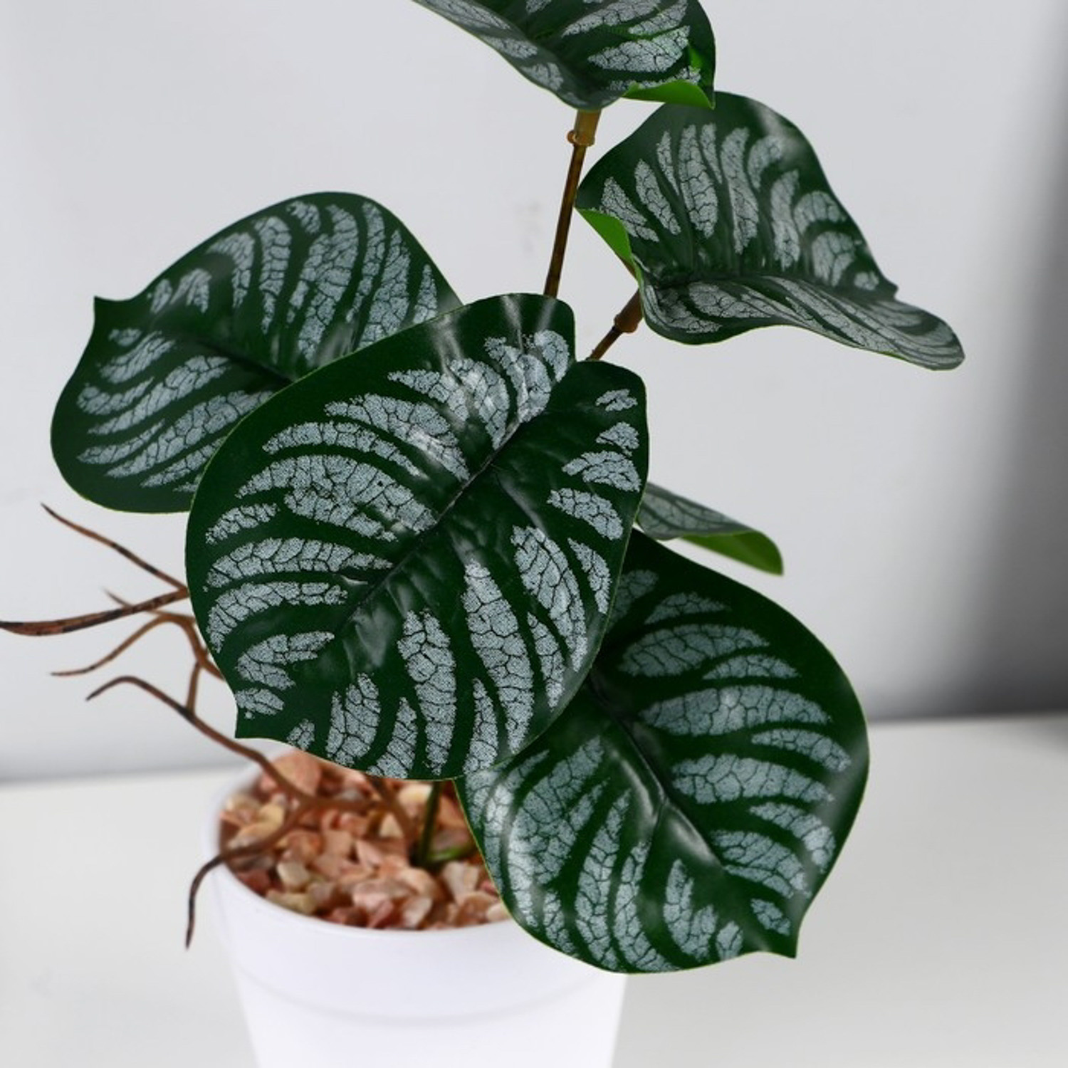 Бонсай в горшке «Филодендрон» 7,5х20 см 9789751