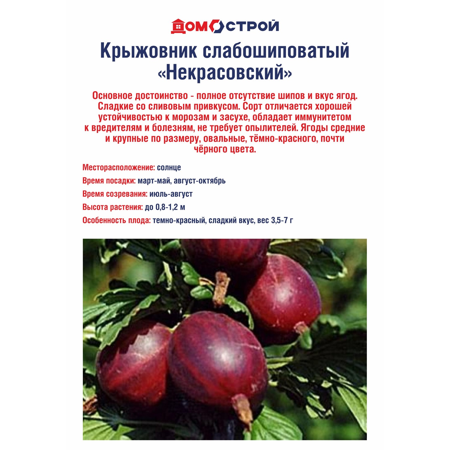 Крыжовник слабошиповатый Некрасовский