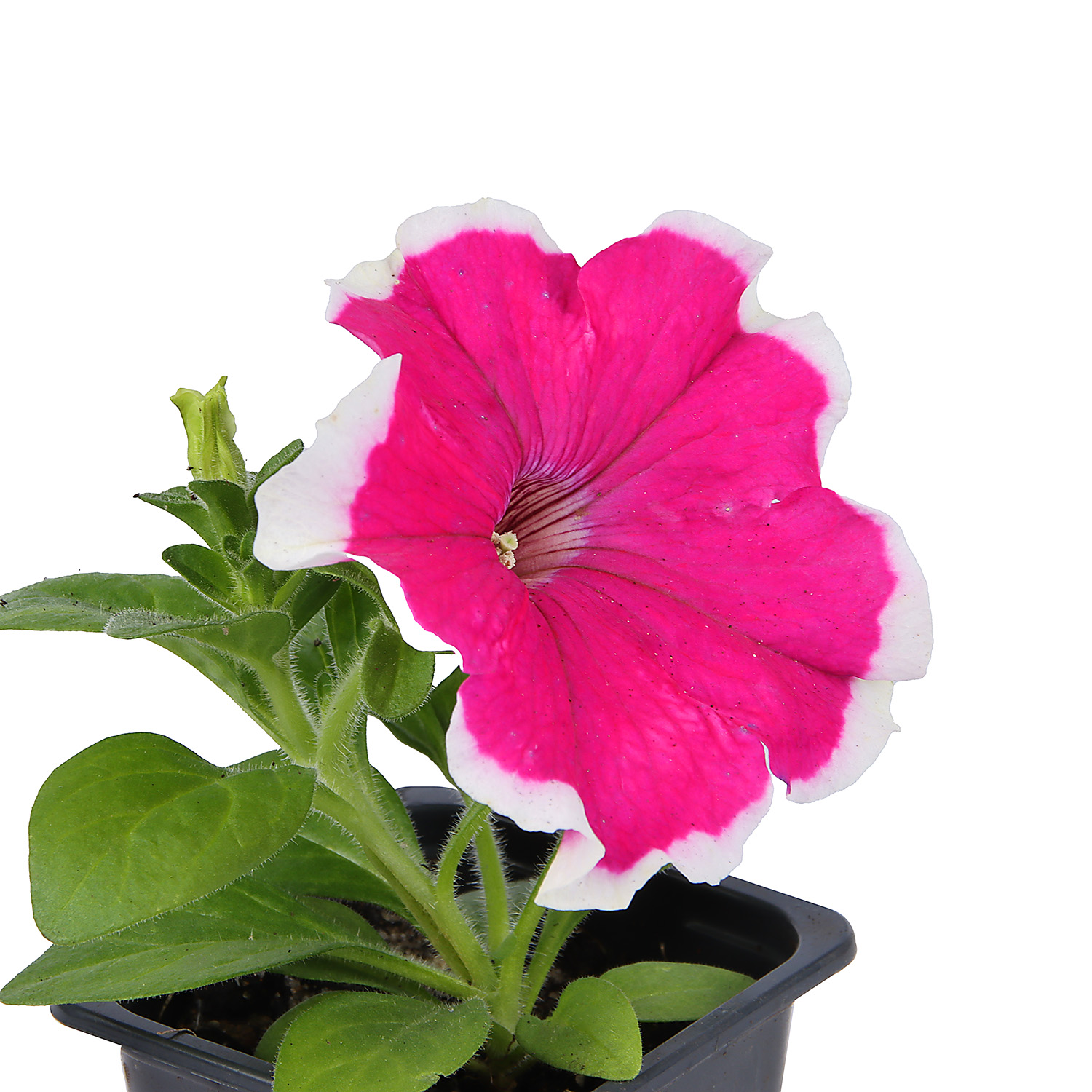 Петуния "Лимбо" микс (рассада)