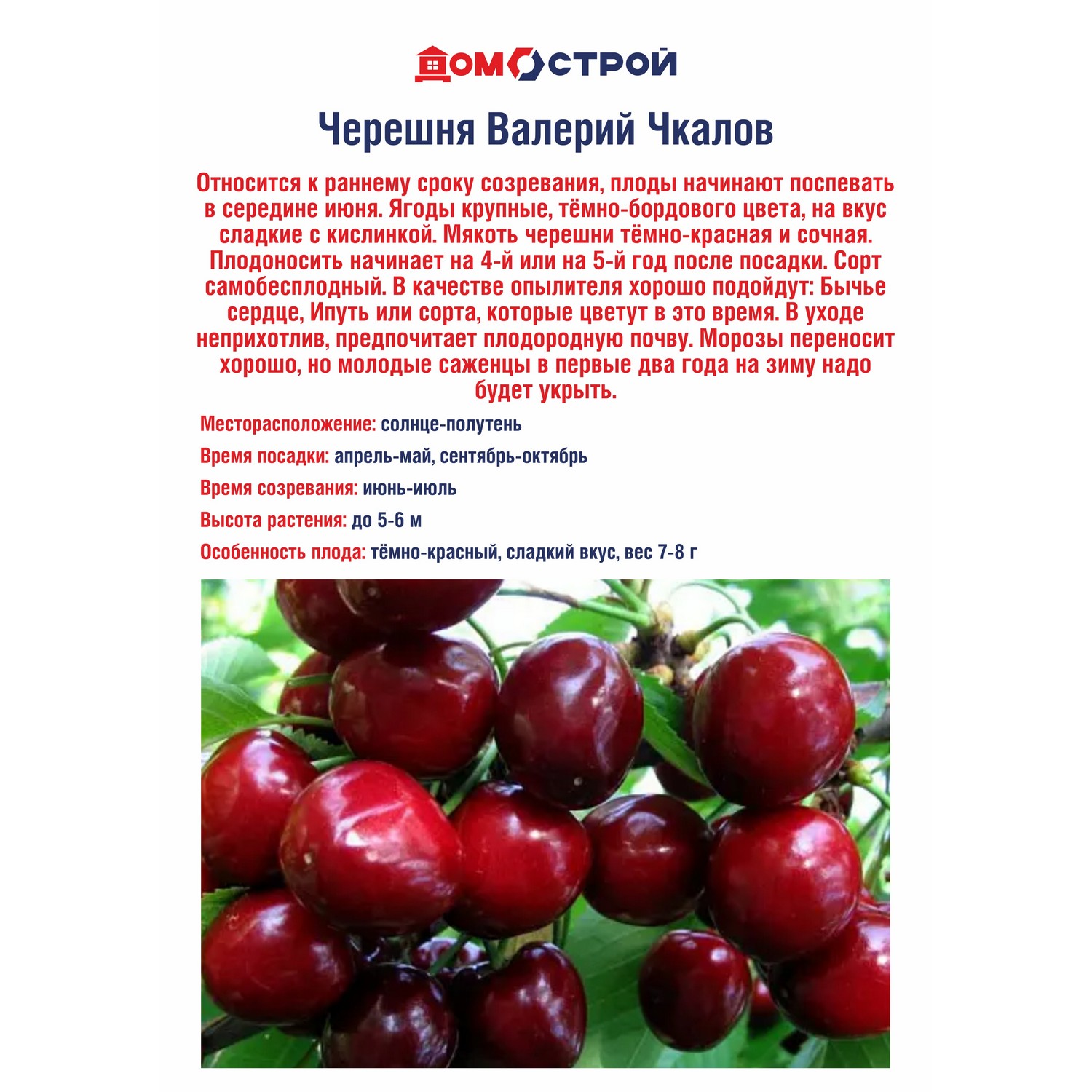 Черешня Валерий Чкалов