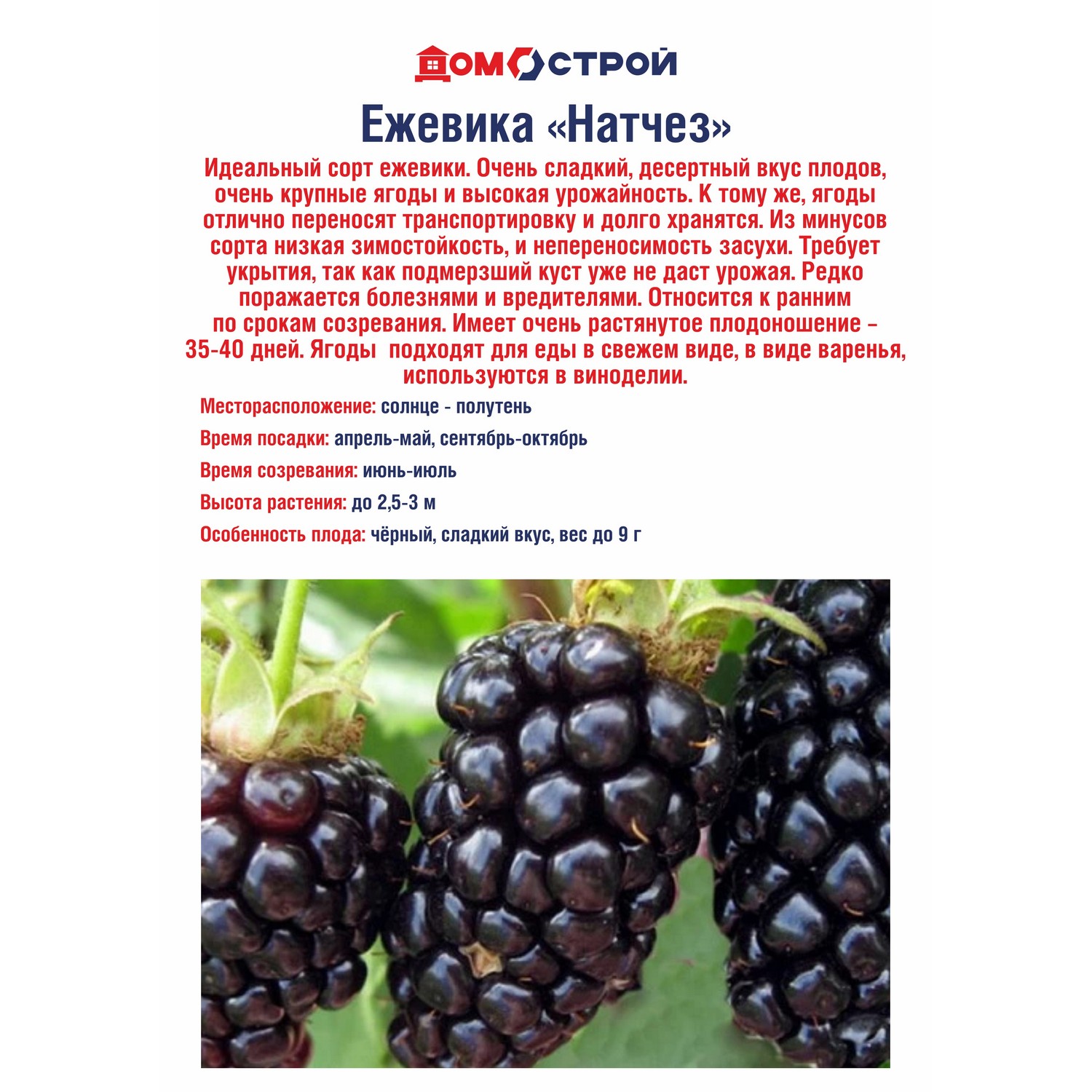 Ежевика Натчез