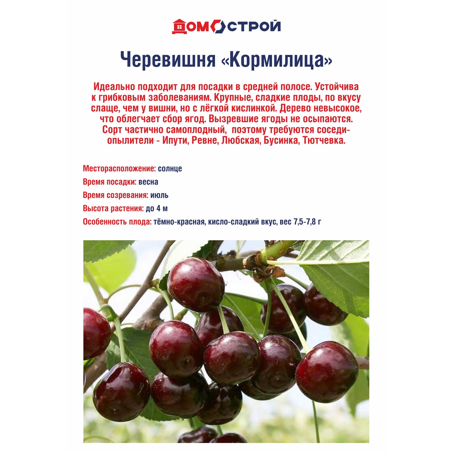 Черевишня Кормилица