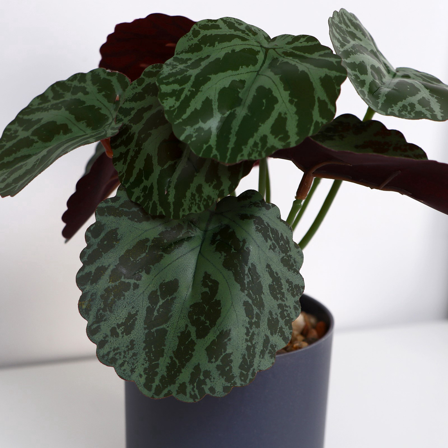 Бонсай в горшке "Бегония декоративная" 7х15 см   10084574