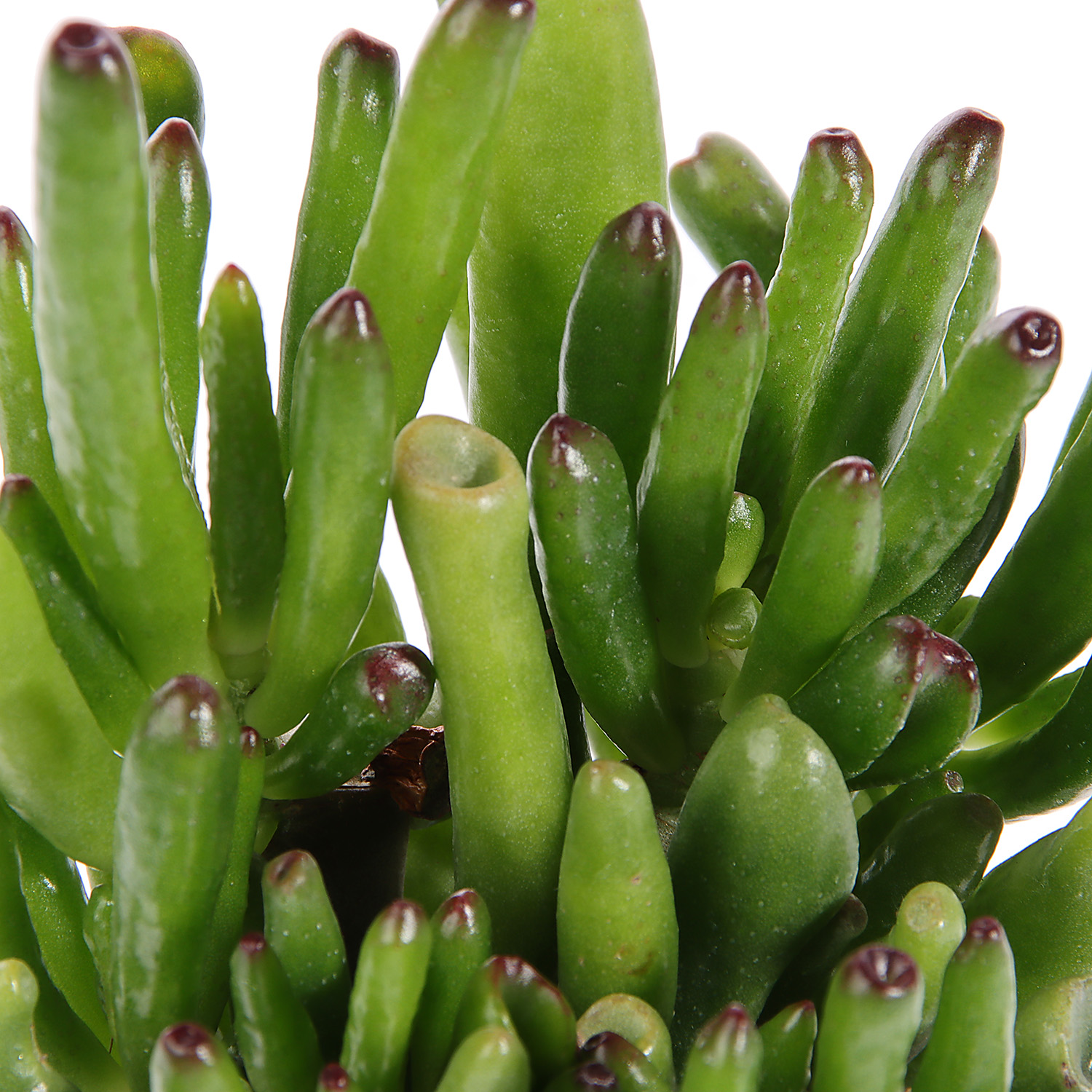 Крассула микс D8,5 H10 *1/18