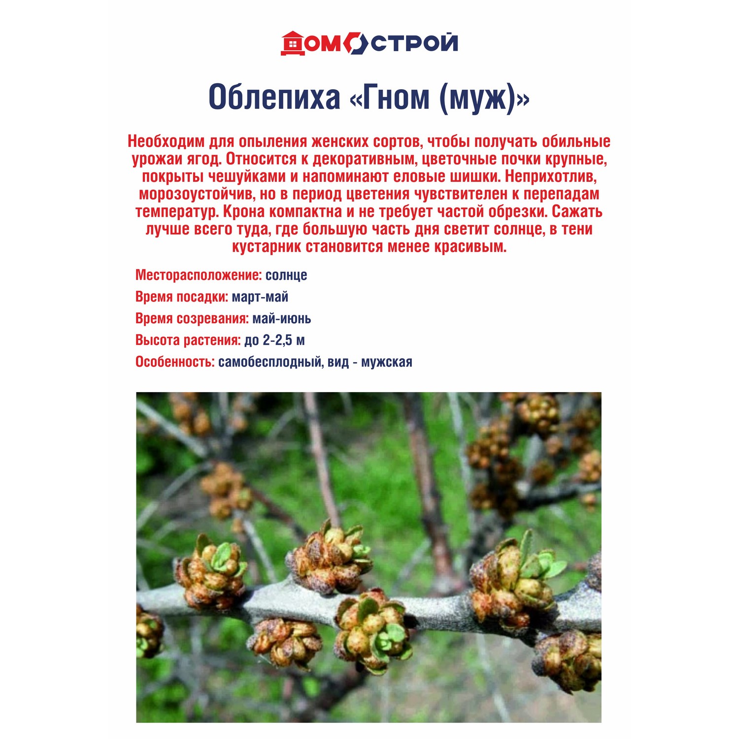 Облепиха Гном (муж.)