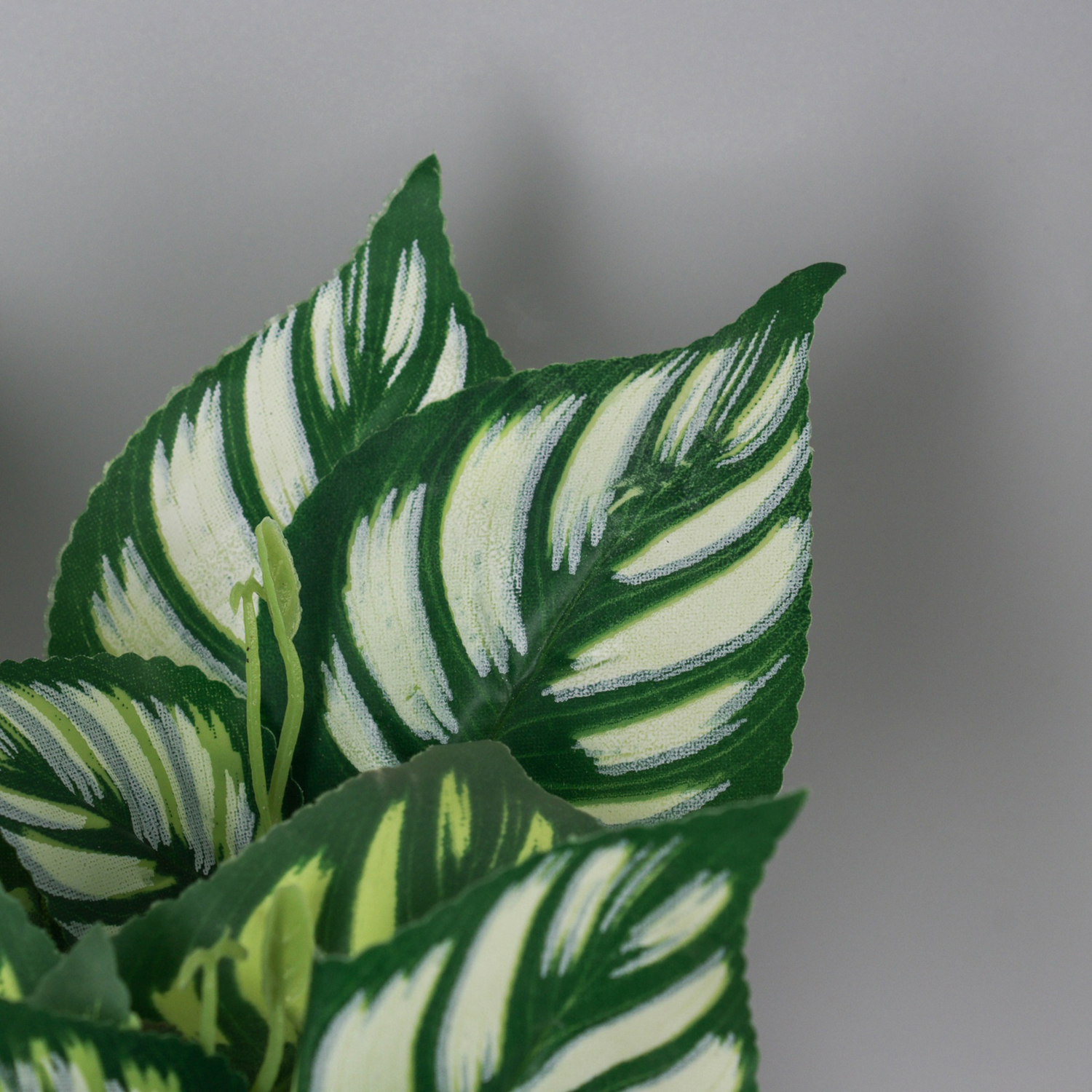 Бонсай в горшке "Калатея макоя" 20х10 см, микс   10697884