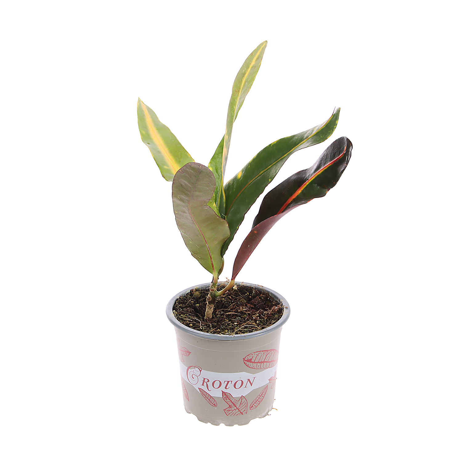 Кодиеум Микс D9 H15-20 *1/12