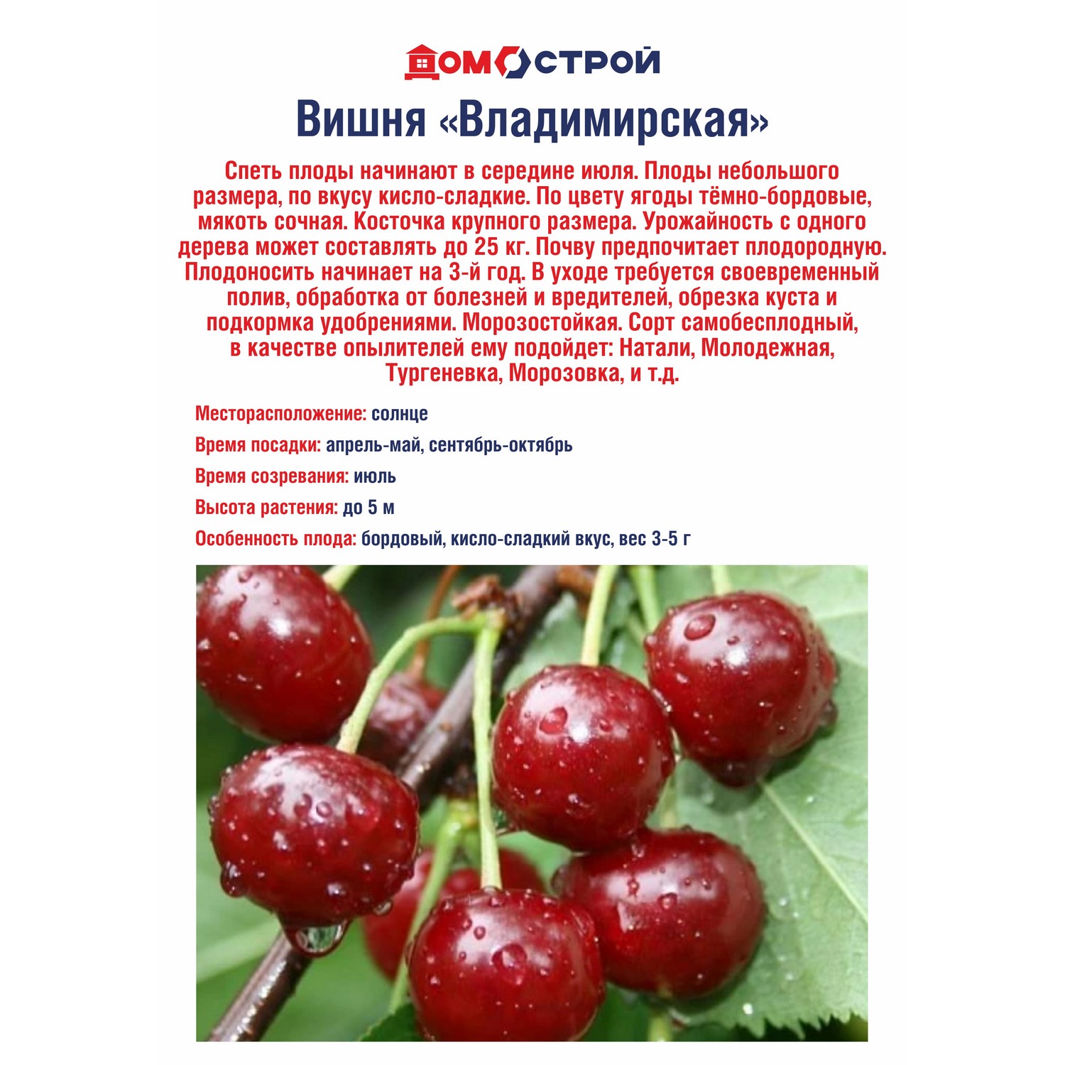 Вишня Владимирская