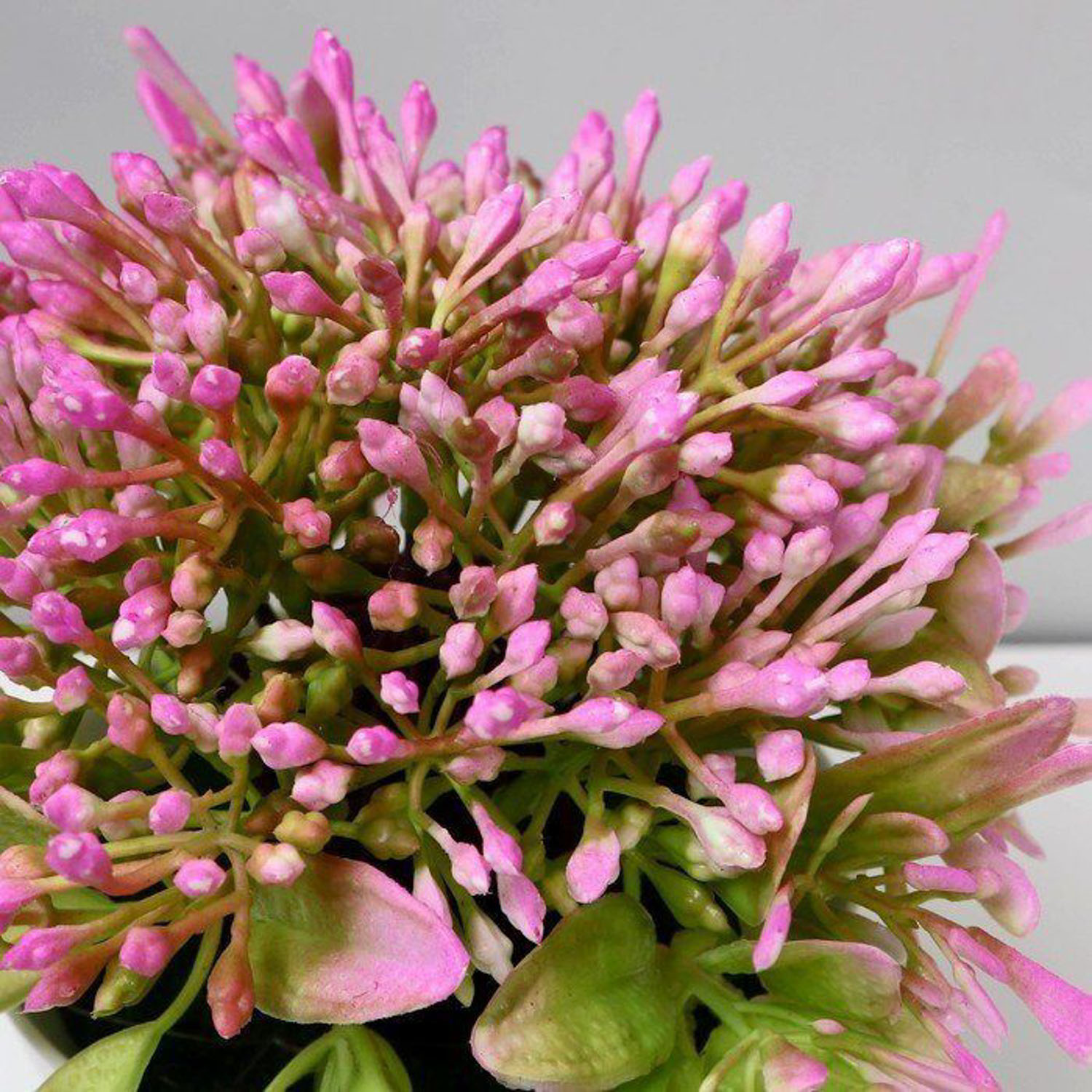 Бонсай в горшке "Горечавка" 10х15 см, микс   5201941