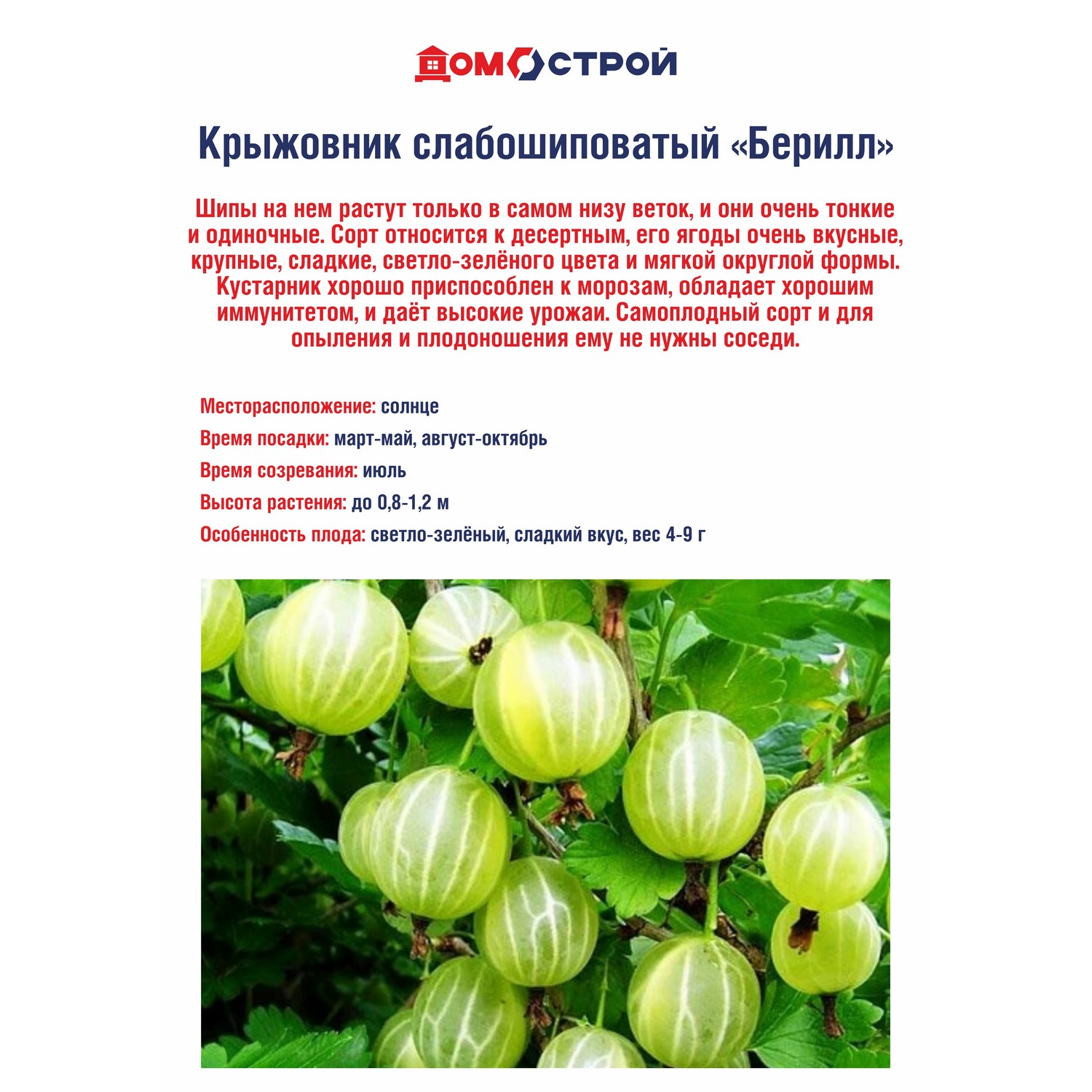 Крыжовник слабошиповатый Берилл