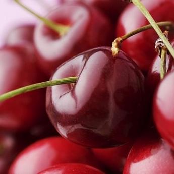 Вишня Шоколадница Саженец 2 года Высота саженца  90-110см