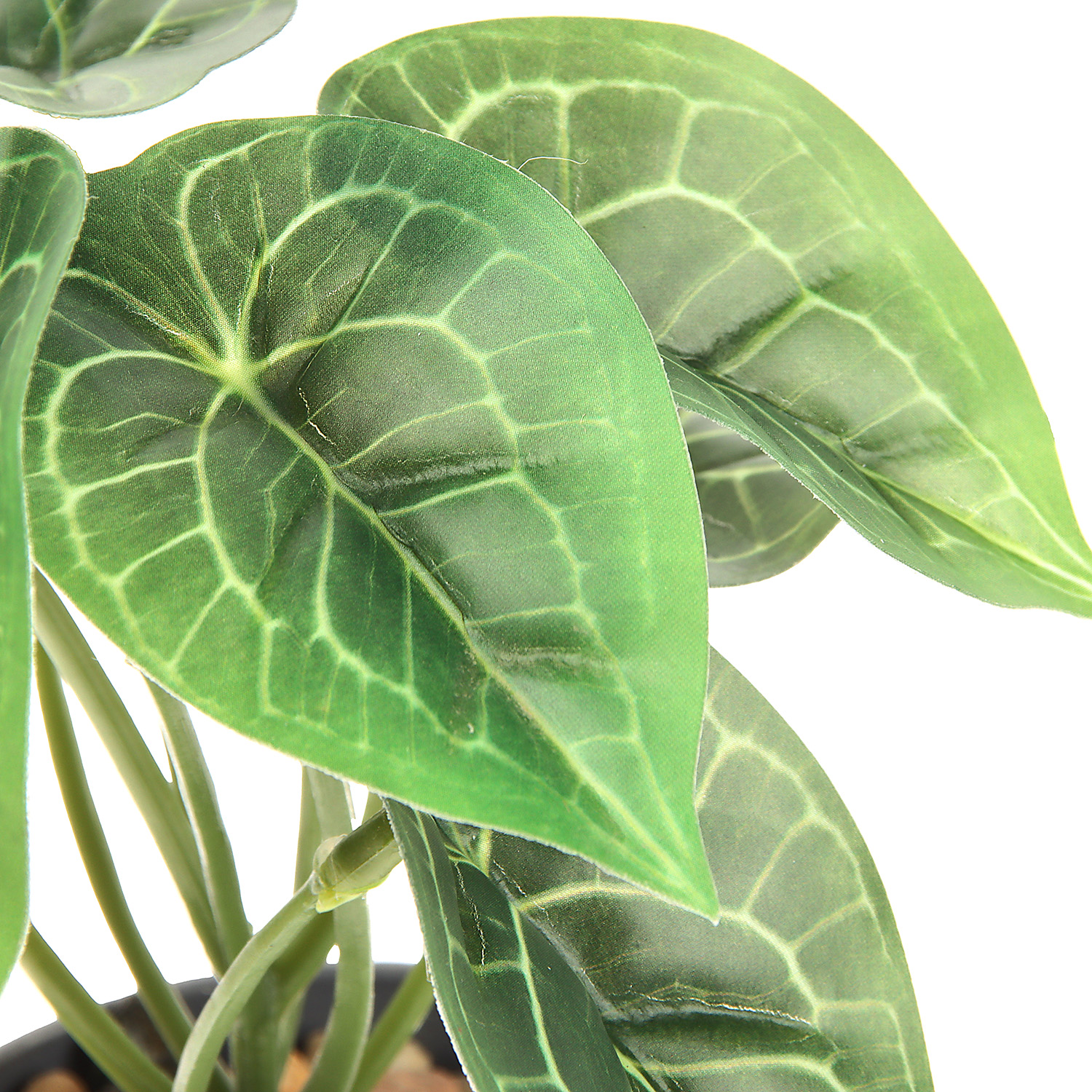 Бонсай в горшке "Алоказия галант" 7,5х15 см   10084569