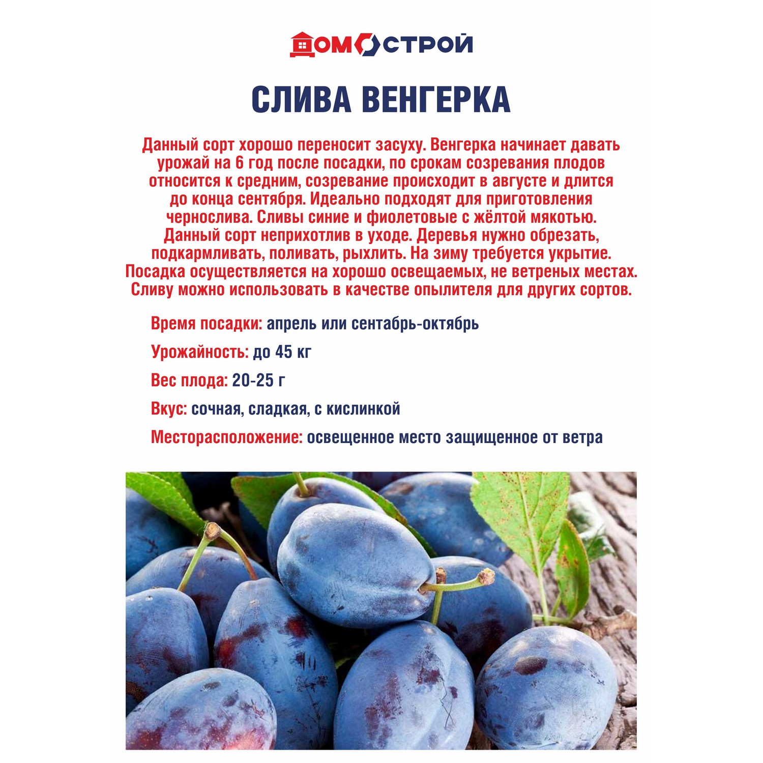 Саженец груша Росток «Венгерка», 2 года, 90-110 см