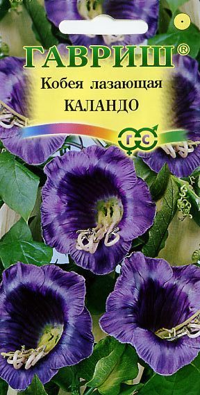 Семена Кобея Лазающая Каландо  5шт Гавриш *10/200