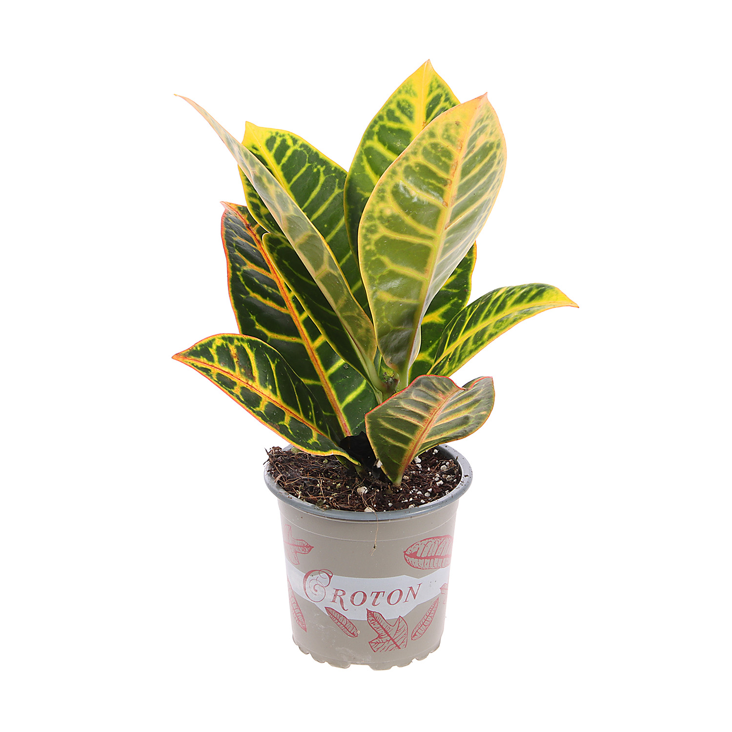 Кодиеум Микс D9 H15-20 *1/12